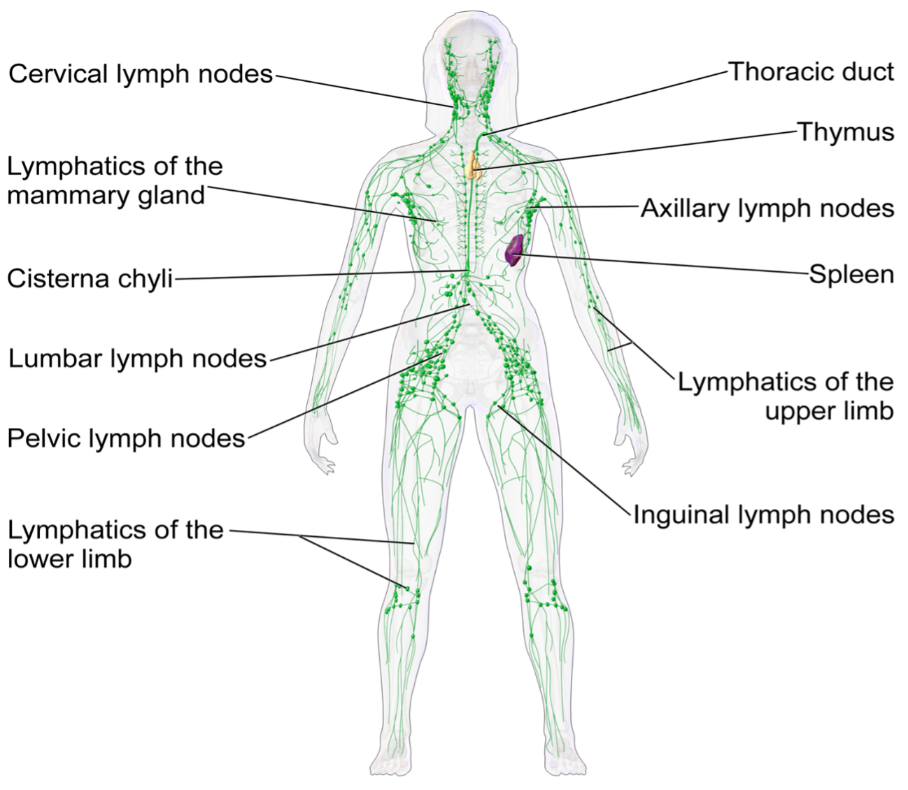 There are lymph nodes throughout the body, particularly in the neck, armpits and groin