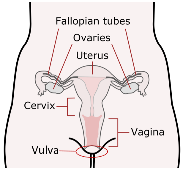 Diagram of the female reproductive system